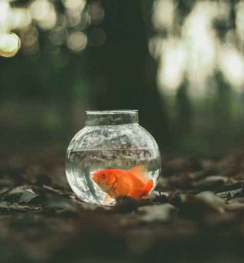 learn to be resilient